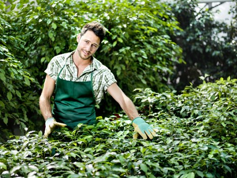 A garden landscaper in Queens Park, London, is working outdoors amidst lush green foliage, carefully trimming a dense hedge with a pair of gardening gloves and tools. The garden setting features a variety of plant elements, including well-maintained bushes, leafy shrubs, and a verdant lawn area in the foreground. The background reveals mature trees and a clear, bright sky, indicating good natural lighting and pleasant weather conditions. The scene emphasizes professional outdoor maintenance, showcasing the healthy, vibrant greenery typical of a well-kept residential garden in the Queens Park area. This image aligns with gardening and landscaping services offered by companies like Hedge Trimming Queens Park, highlighting meticulous hedge trimming and garden care in the local environment, with natural earth tones and textures across various plant and surface elements.